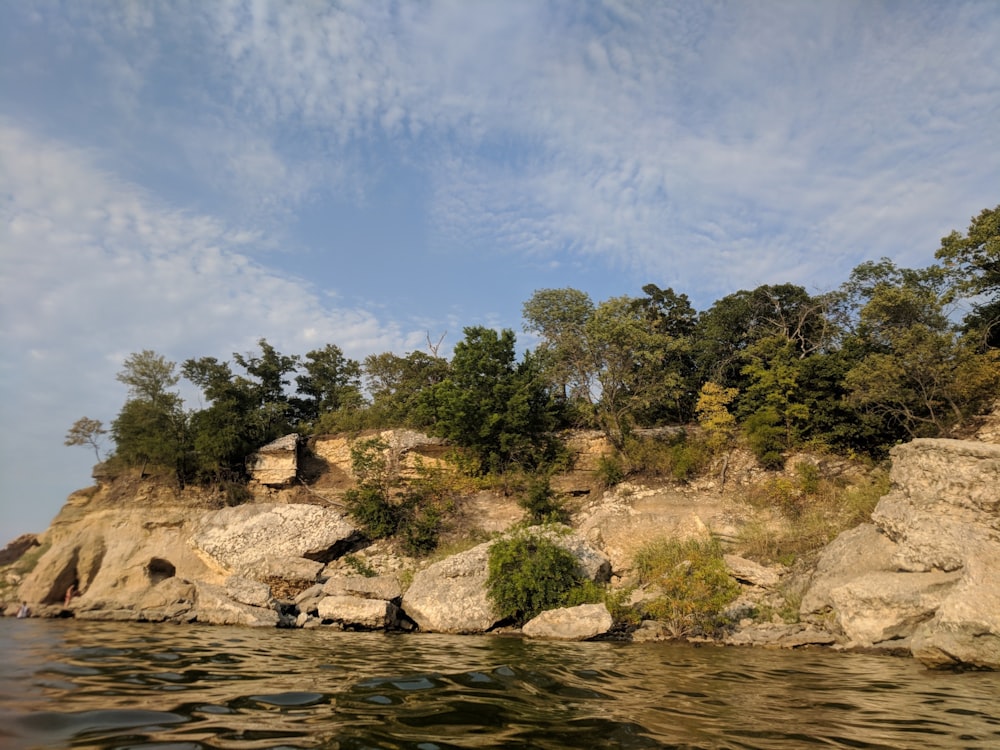 trees near shore