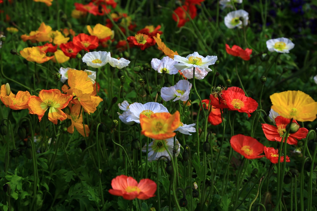 closeup photo of assorted-colored flowers