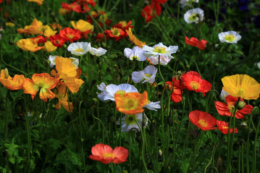 closeup photo of assorted-colored flowers