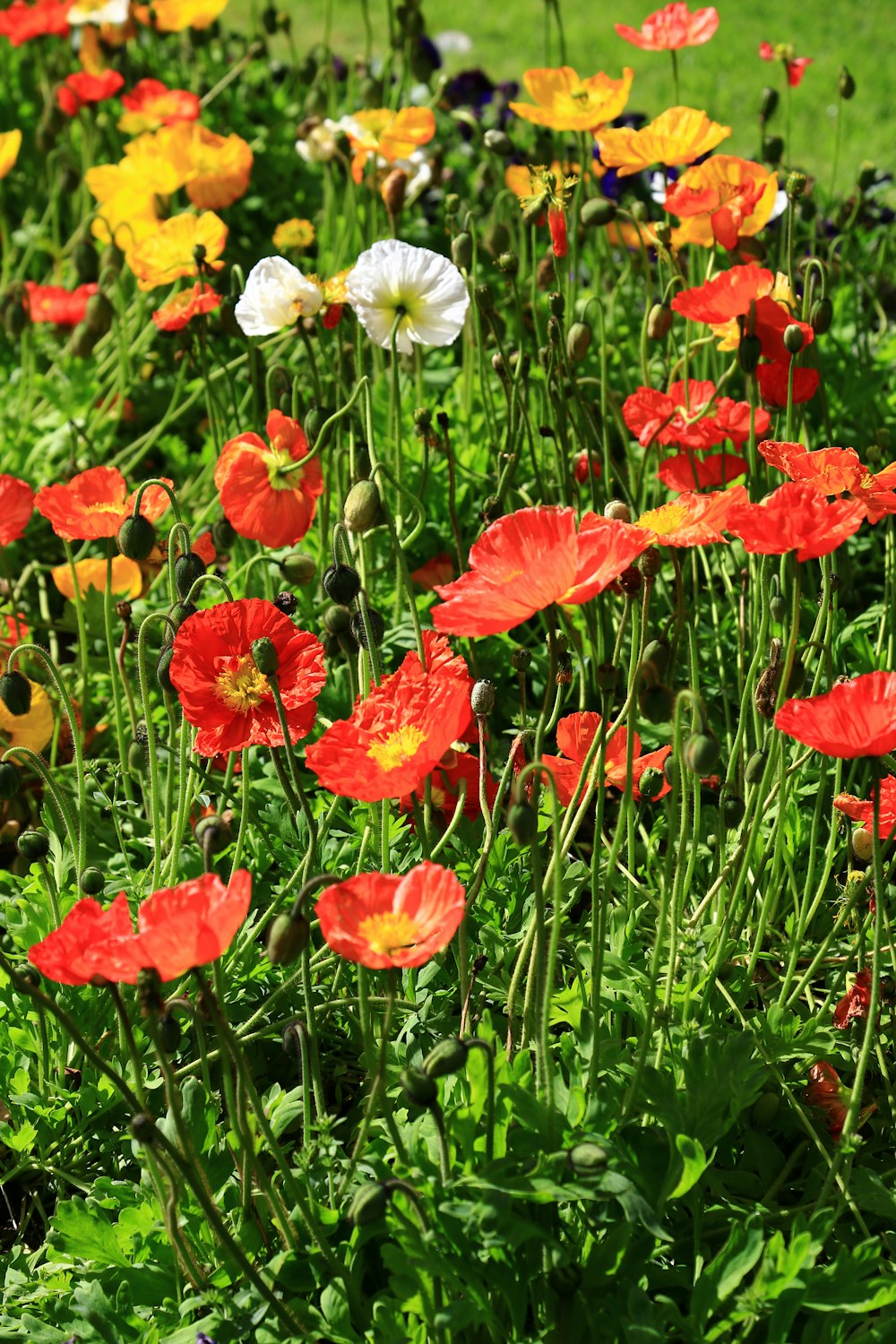 fleur à pétales orange