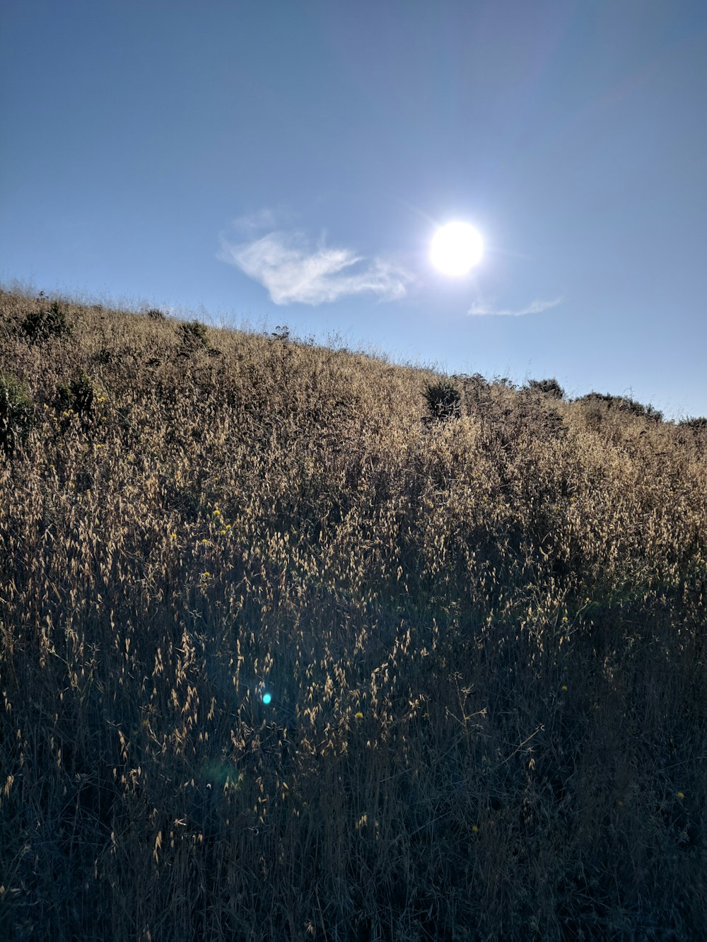 brown grass field during daytime