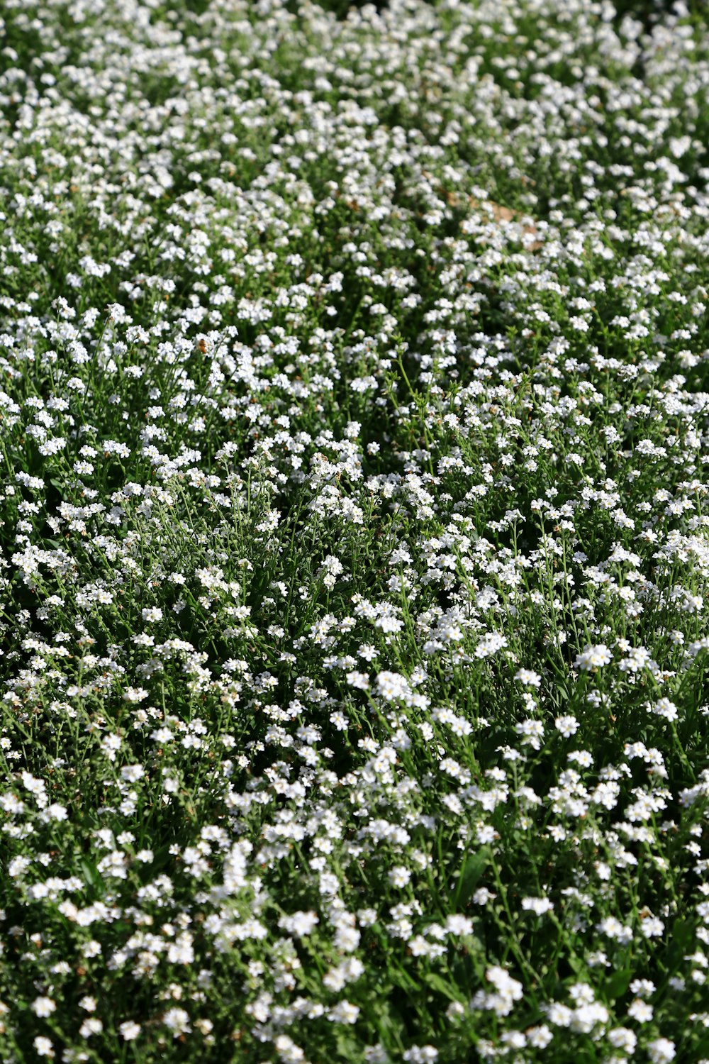 white flower field