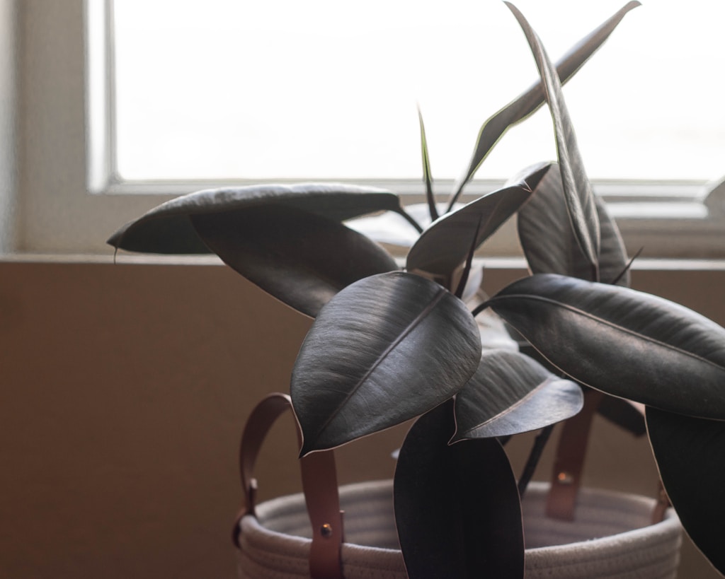 Natural Macrame Plant Hanger