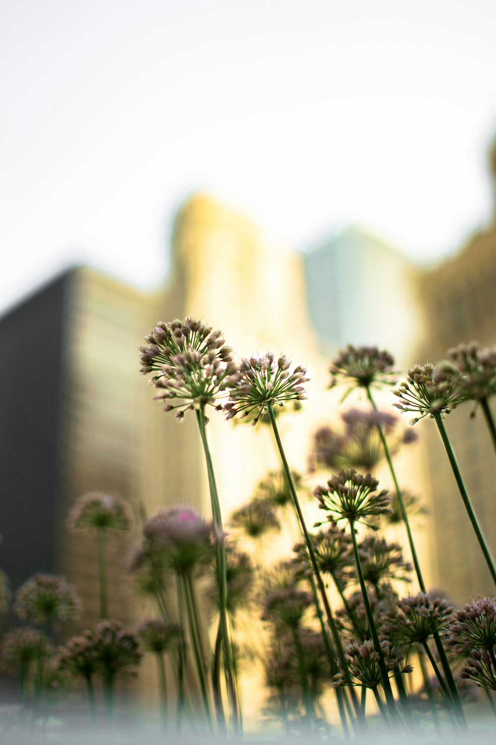 violet petaled wild flowers