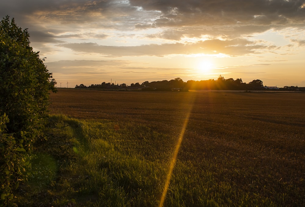 green field during golden hour