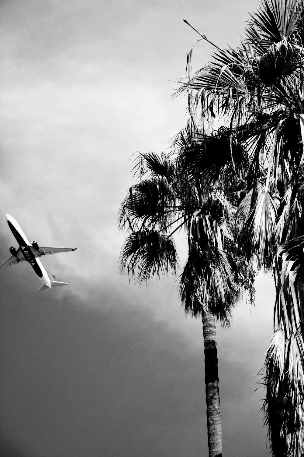 a plane is flying over a palm tree