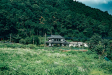 A traditional Japanese house is nestled in a verdant forested area. The scene is dominated by lush green trees and vegetation, with a clear sky above. The surrounding landscape is serene, featuring a vibrant mix of wild plants and a well-maintained garden in front of the house.