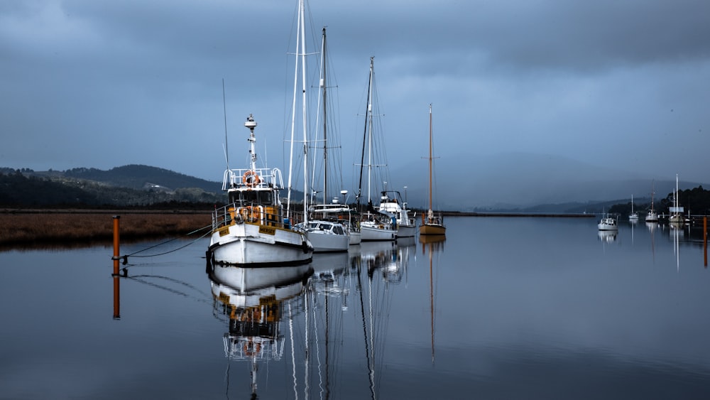 row of white sailboats