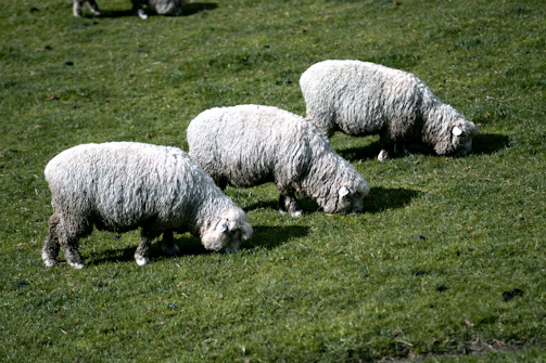 Sheep grazing on lush green pasture, illustrating the source of raw wool.