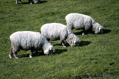 Three sheep with thick, woolly coats are grazing on a lush green pasture. The grass appears vibrant and well-maintained, and the sheep are positioned closely together, focused on eating.