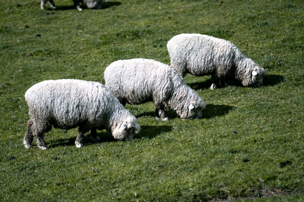 Three sheep with thick, woolly coats are grazing on a lush green pasture. The grass appears vibrant and well-maintained, and the sheep are positioned closely together, focused on eating.