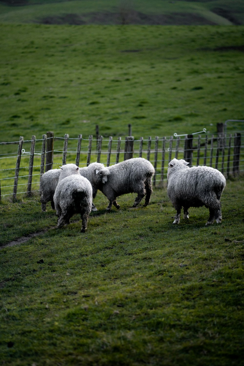 herd of white sheep