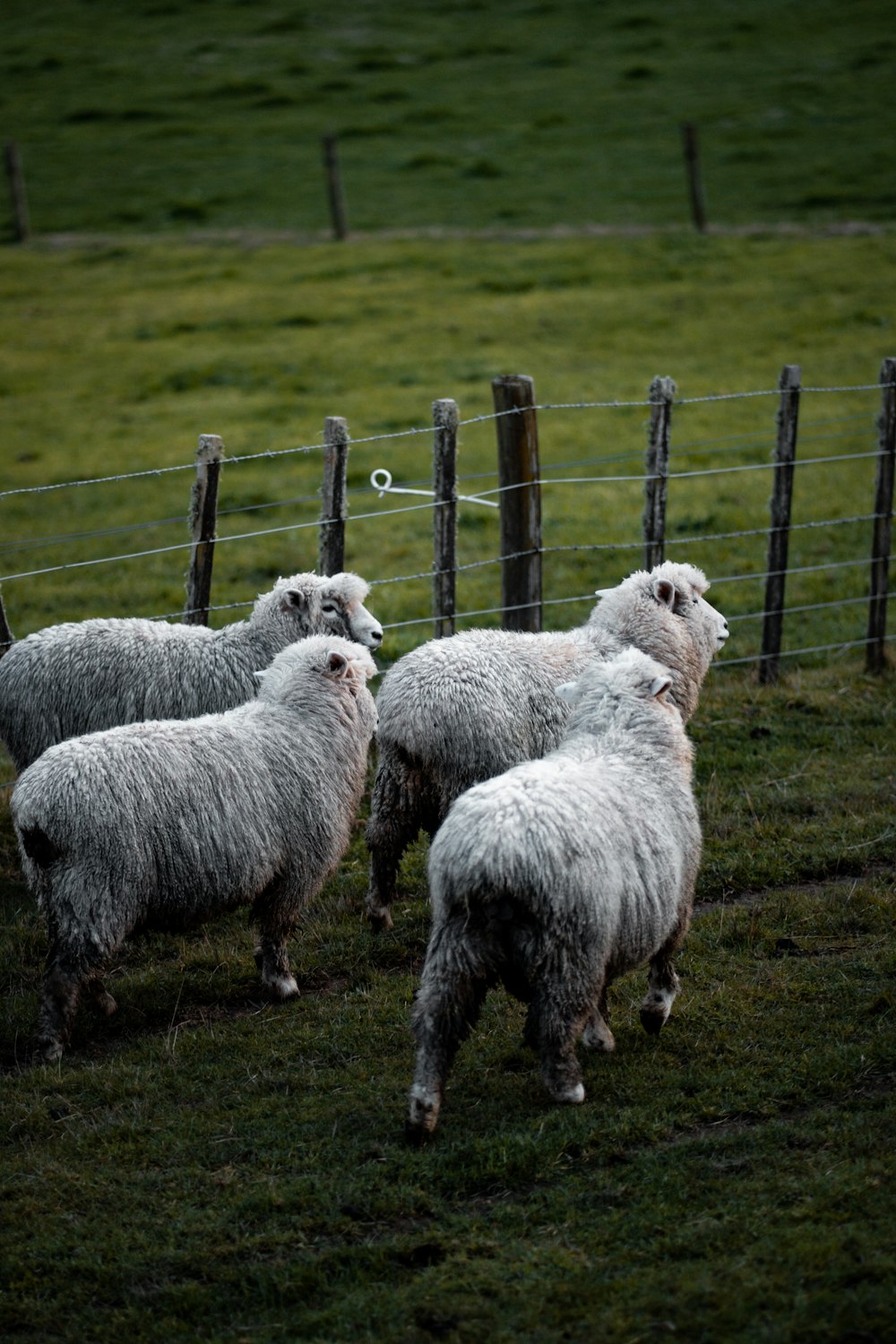 four sheep beside fence