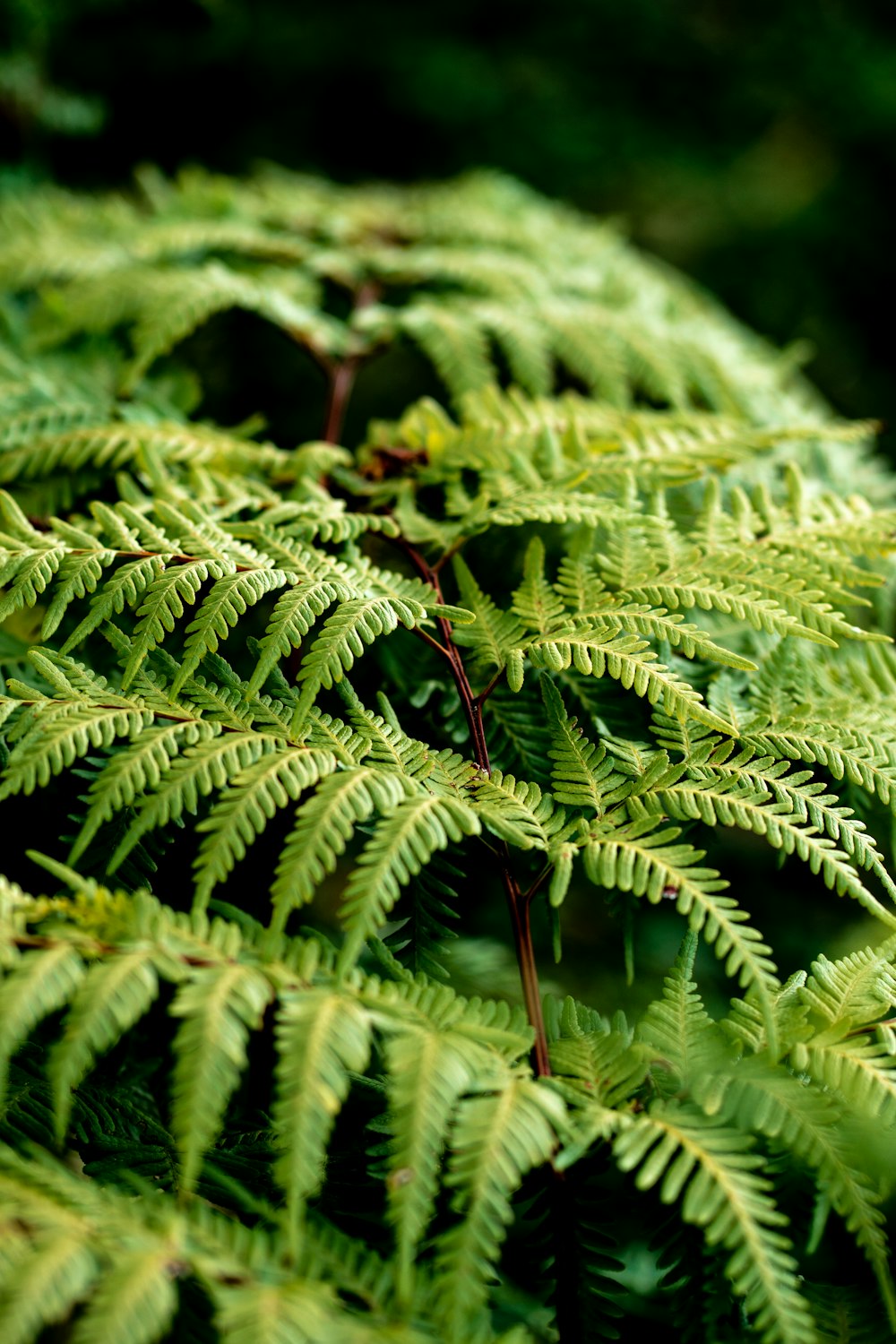 closeup photo of fern plant