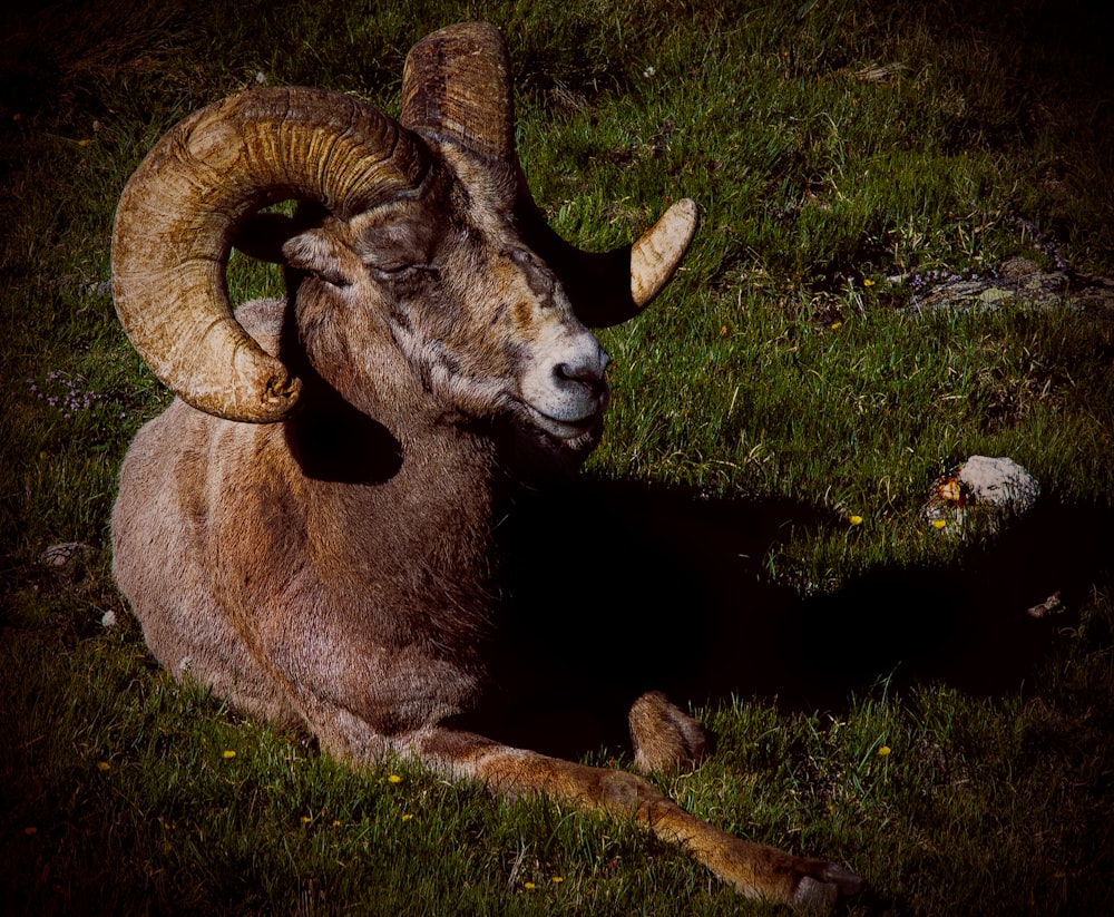 ram reclines on green grass