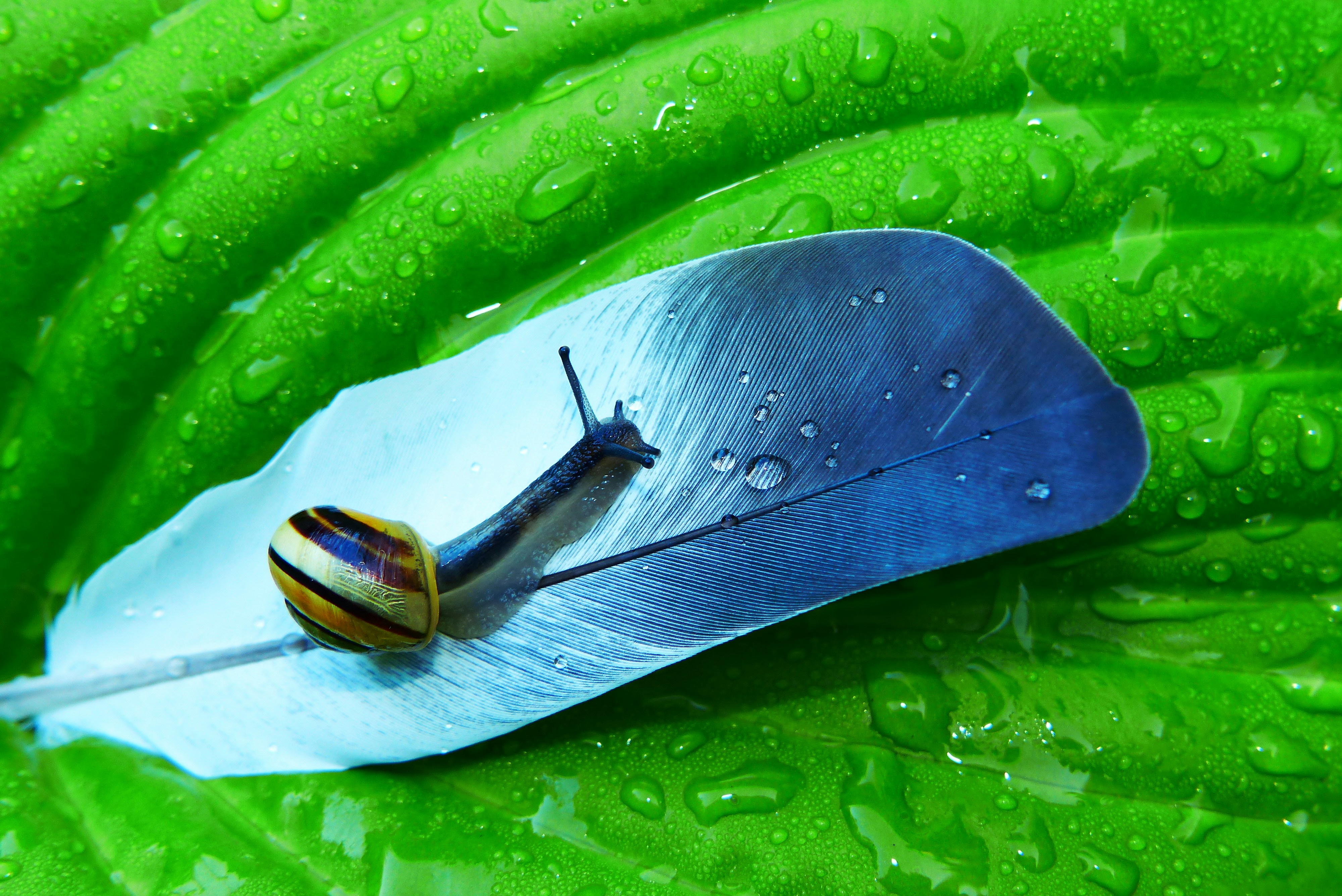 yellow and blue snail on blue feather