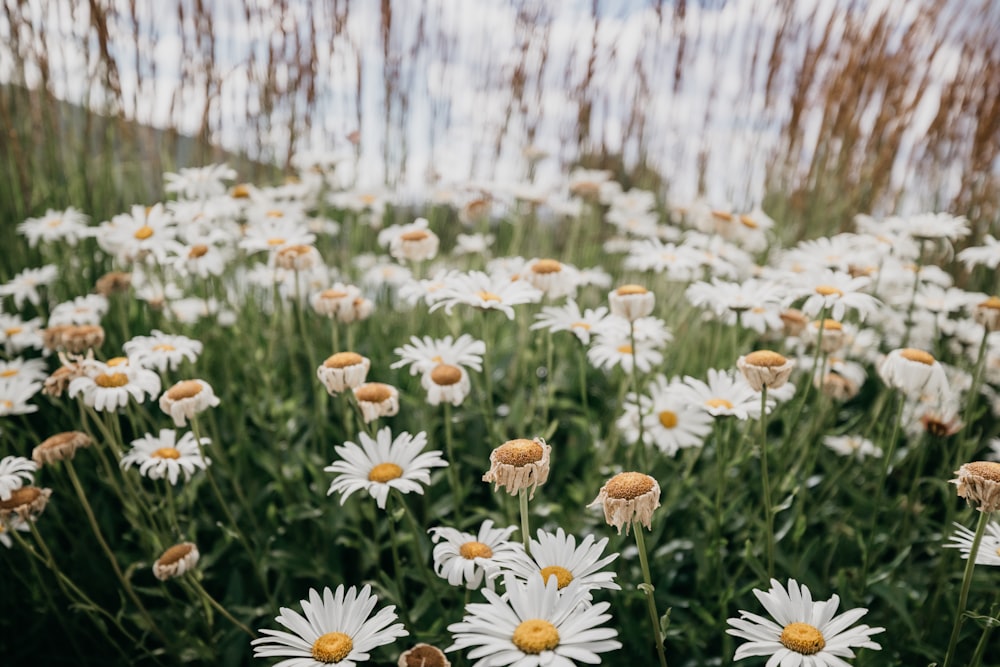 blooming white and yellow daisy flowers