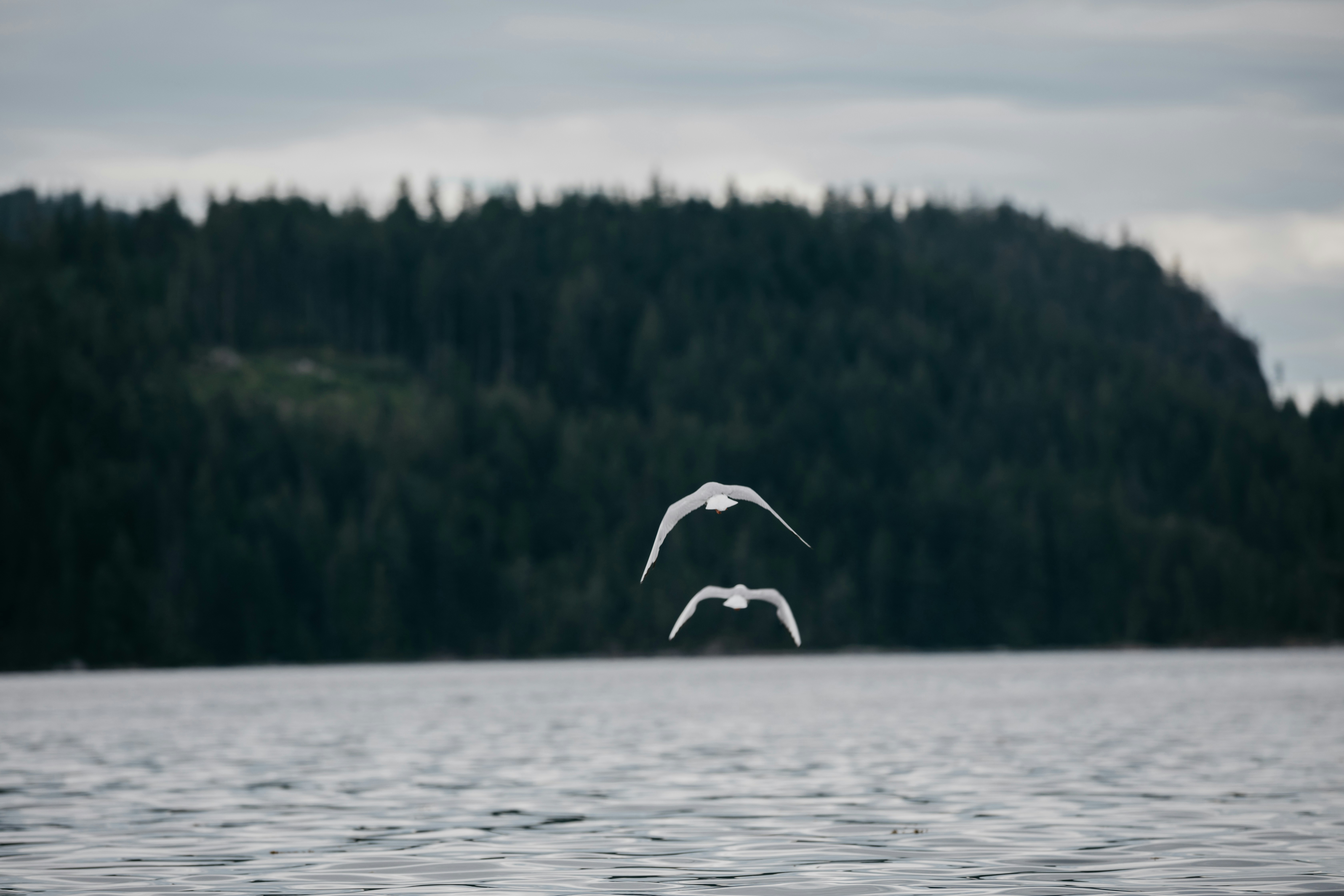 Comparing Global Lake Monsters (image credits: unsplash)