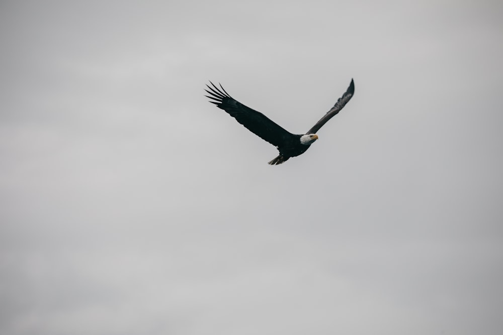 eagle in flight