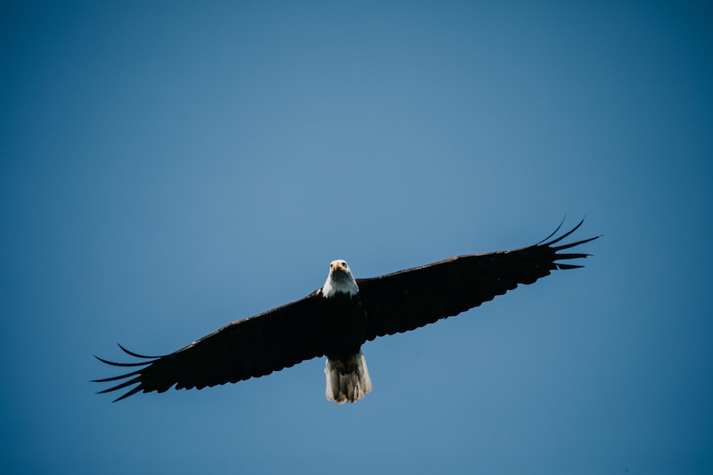 eagle in flight under blue sky