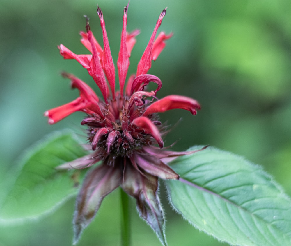 pink flower in close-up photography