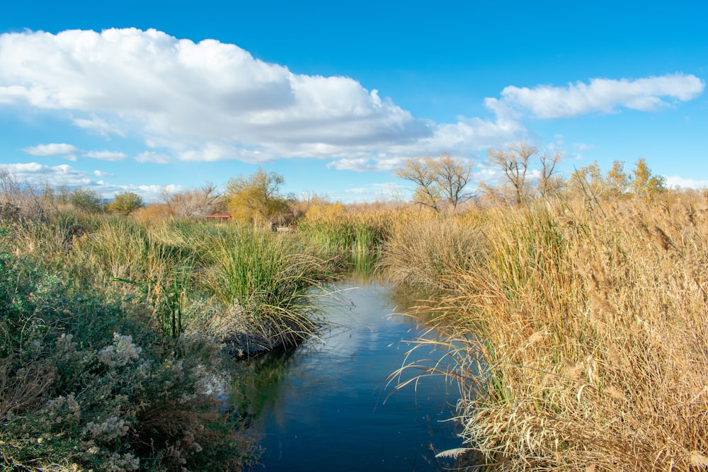 pond surrounded with brown grasses under blue and white skies