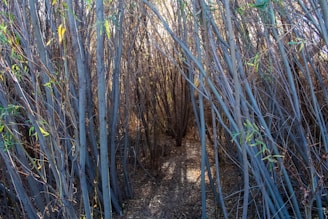 A dark corridor lined with towering bamboo, fog creeping along the ground beneath cracked stone.