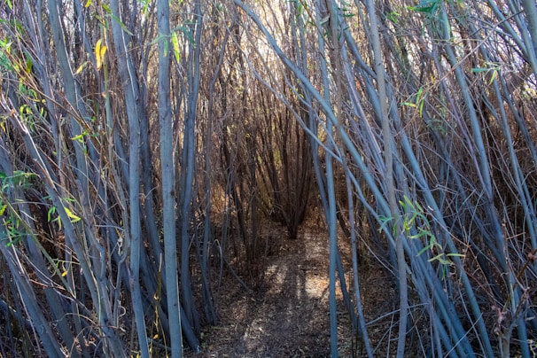 A dark corridor lined with towering bamboo, fog creeping along the ground beneath cracked stone.