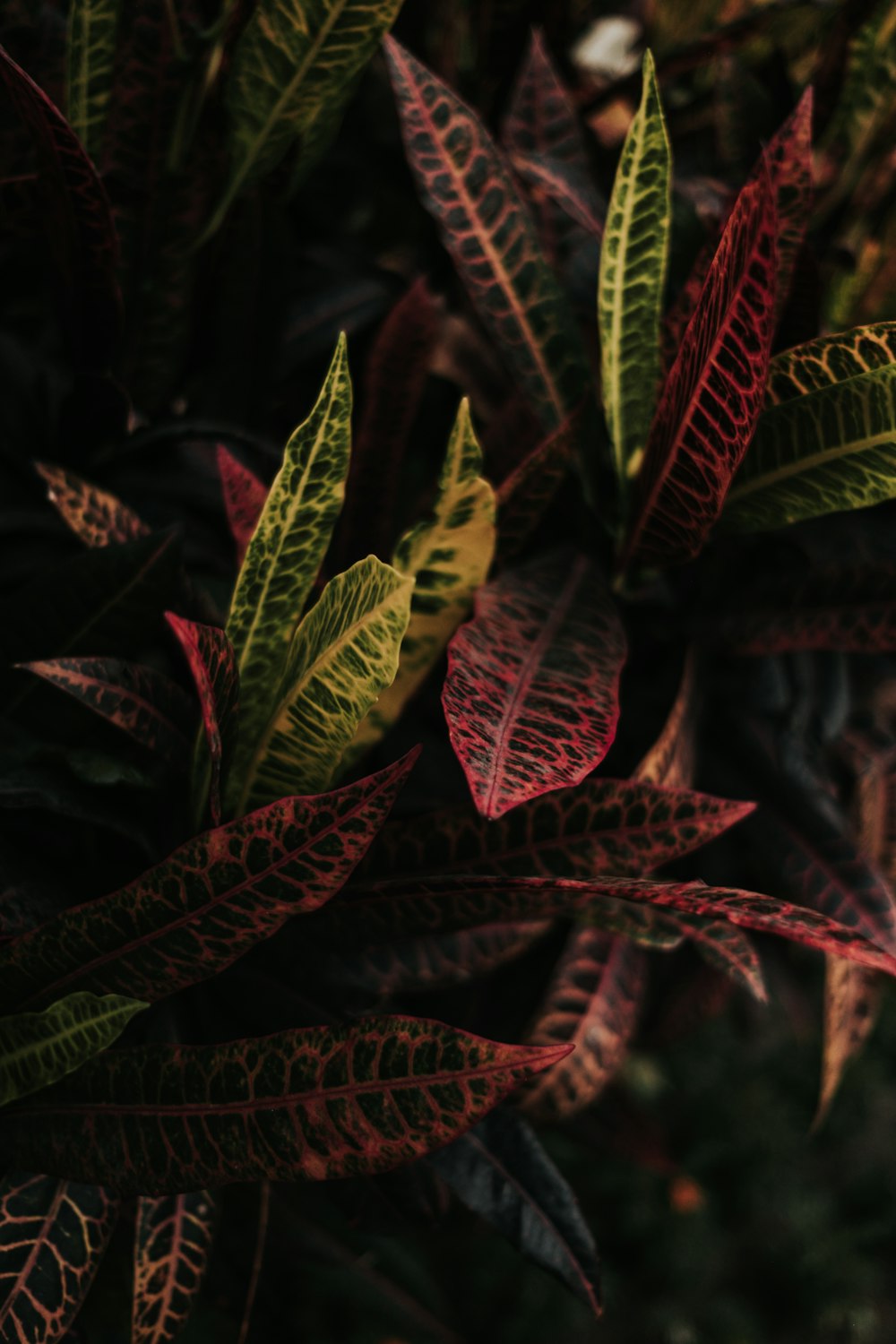 crotons plant