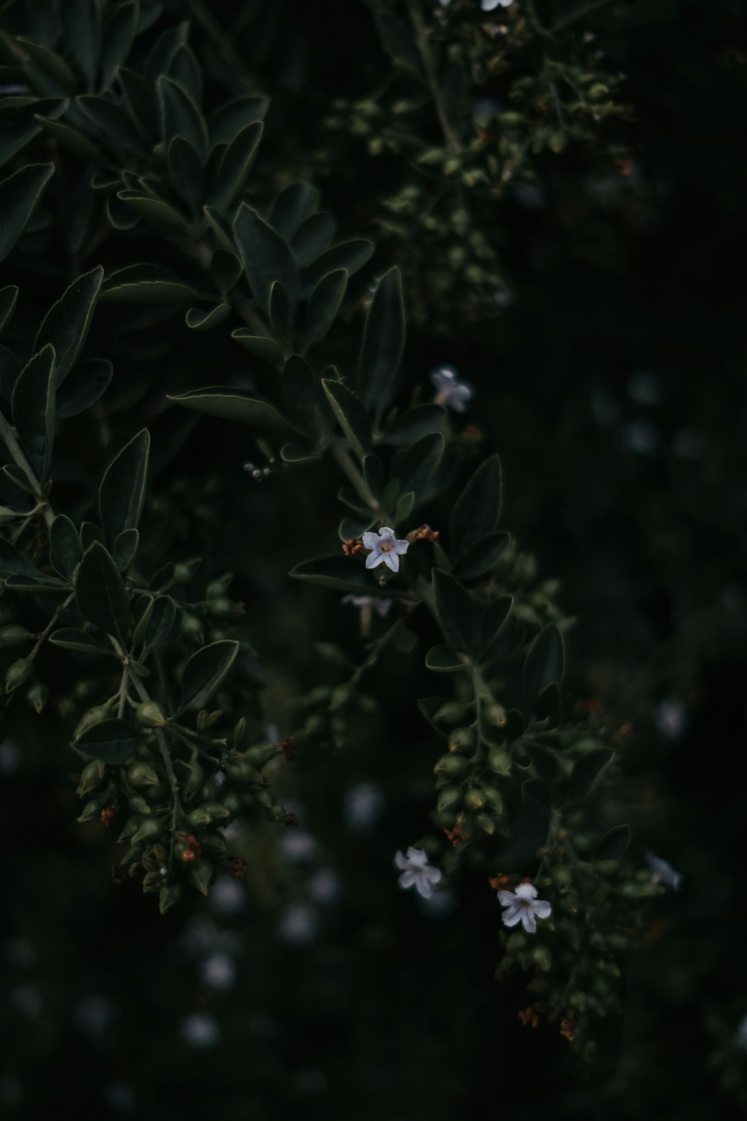 white petaled flowers