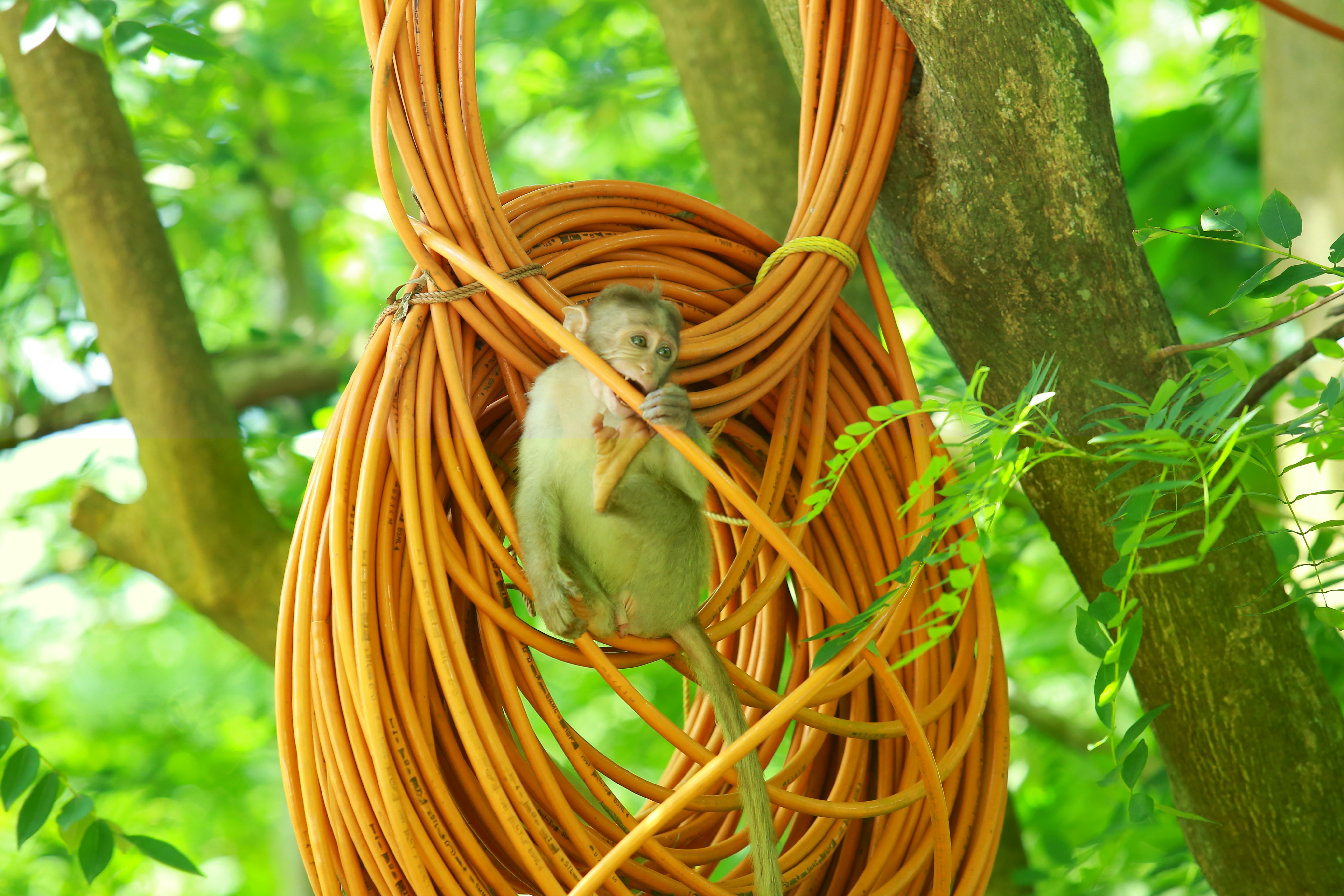 Мотузковий парк пригод Monkey Park