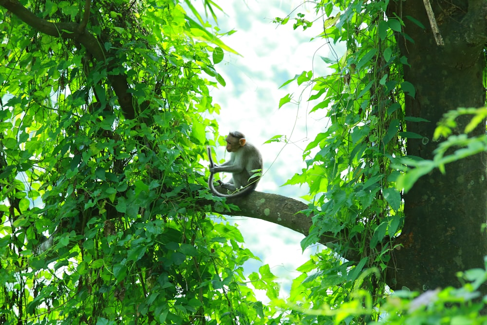 monkey on treee