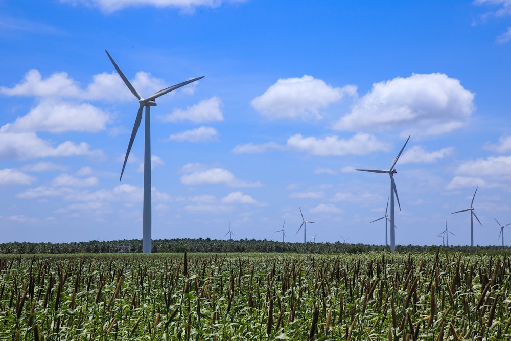 wind turbines and grasses