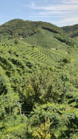 A lush, green vineyard stretches across rolling hills under a partly cloudy sky. The rows of grapevines form intricate patterns along the landscape. In the distance, there are small structures nestled among the foliage, and trees are scattered throughout the area.