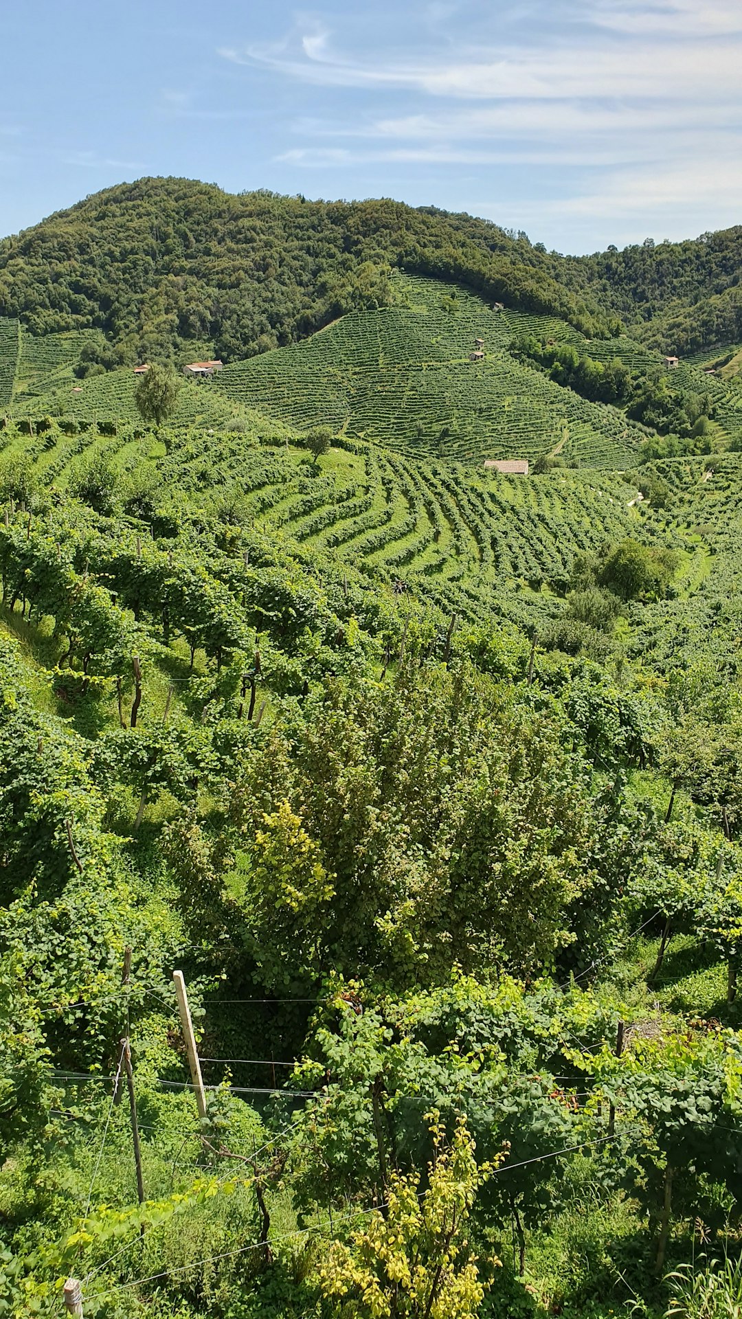 Tropical and subtropical coniferous forests photo spot Marai Italy