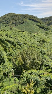 A lush, green vineyard stretches across rolling hills under a partly cloudy sky. The rows of grapevines form intricate patterns along the landscape. In the distance, there are small structures nestled among the foliage, and trees are scattered throughout the area.