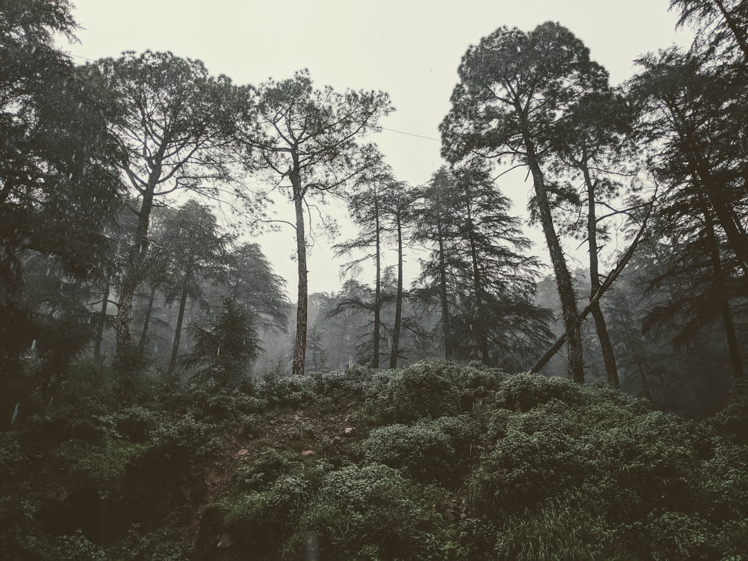 Forest photo spot Bhagsunag Rd Manali, Himachal Pradesh