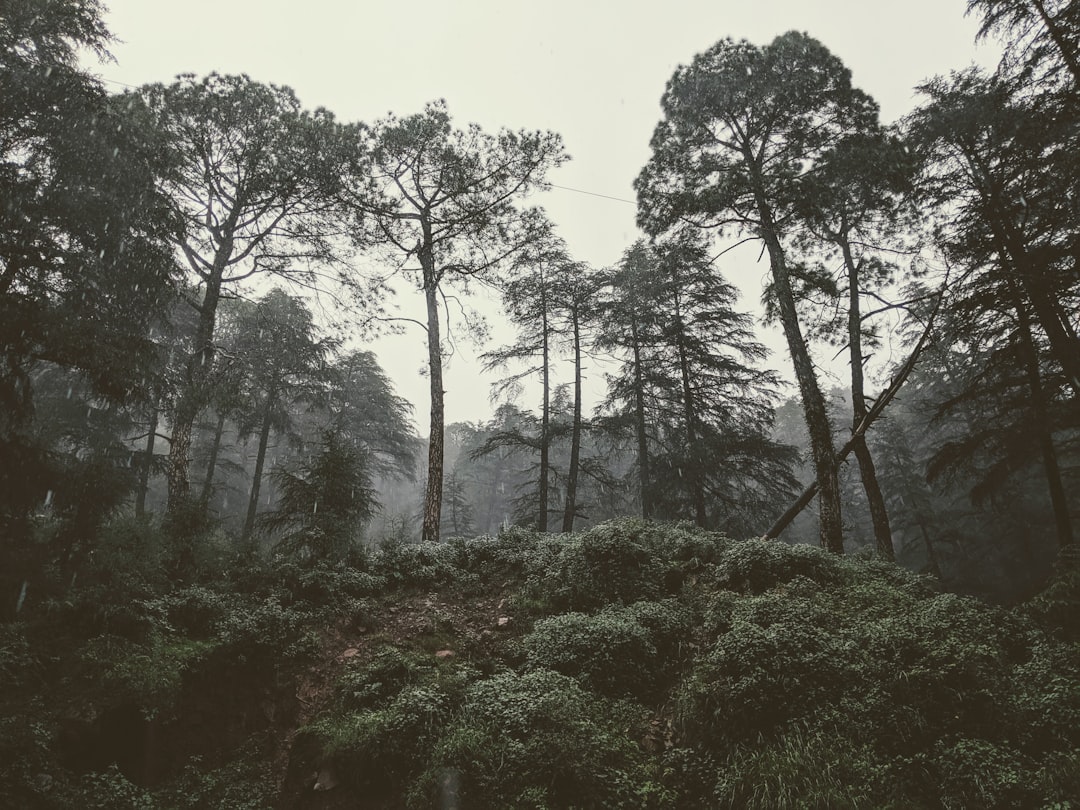 Forest photo spot Bhagsunag Rd Dharamshala