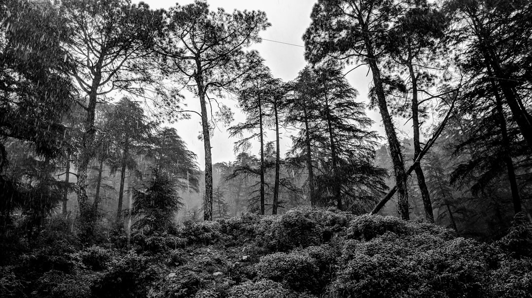 Forest photo spot Bhagsunag Rd Keylong
