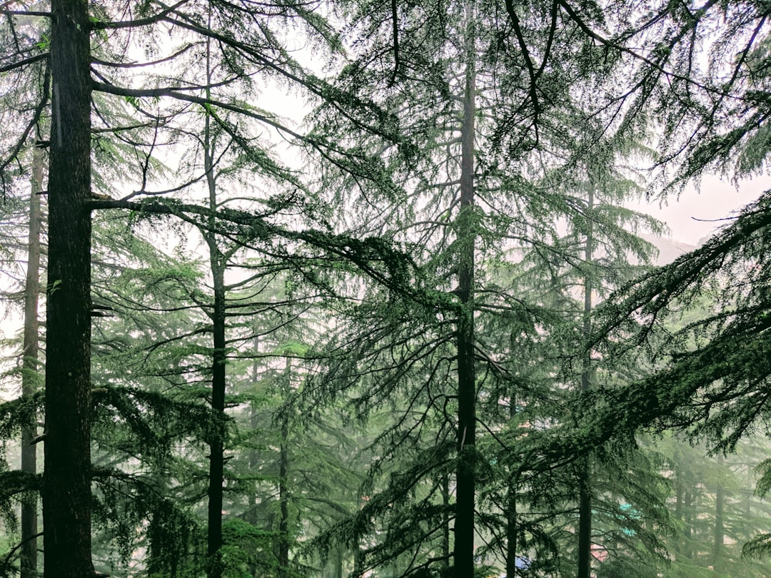 Forest photo spot Bhagsunag Rd Manali, Himachal Pradesh