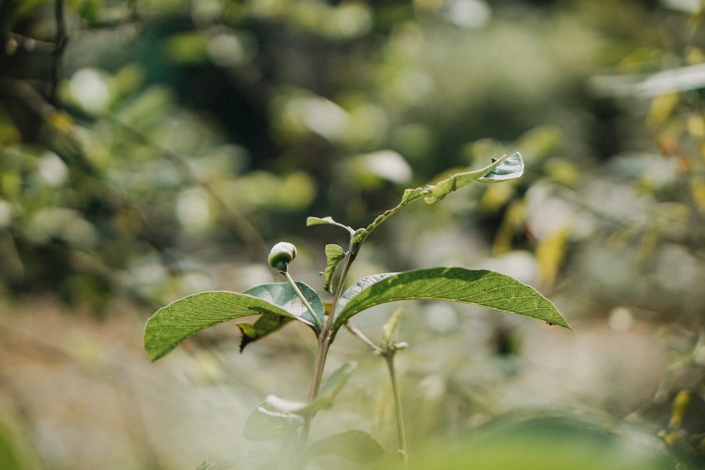 green leafy plant