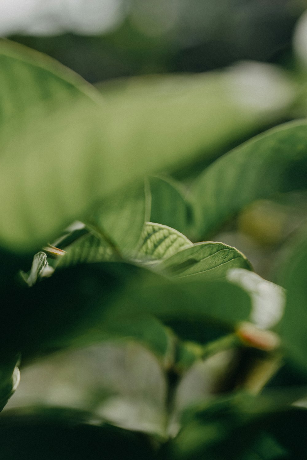 green-leafed plant