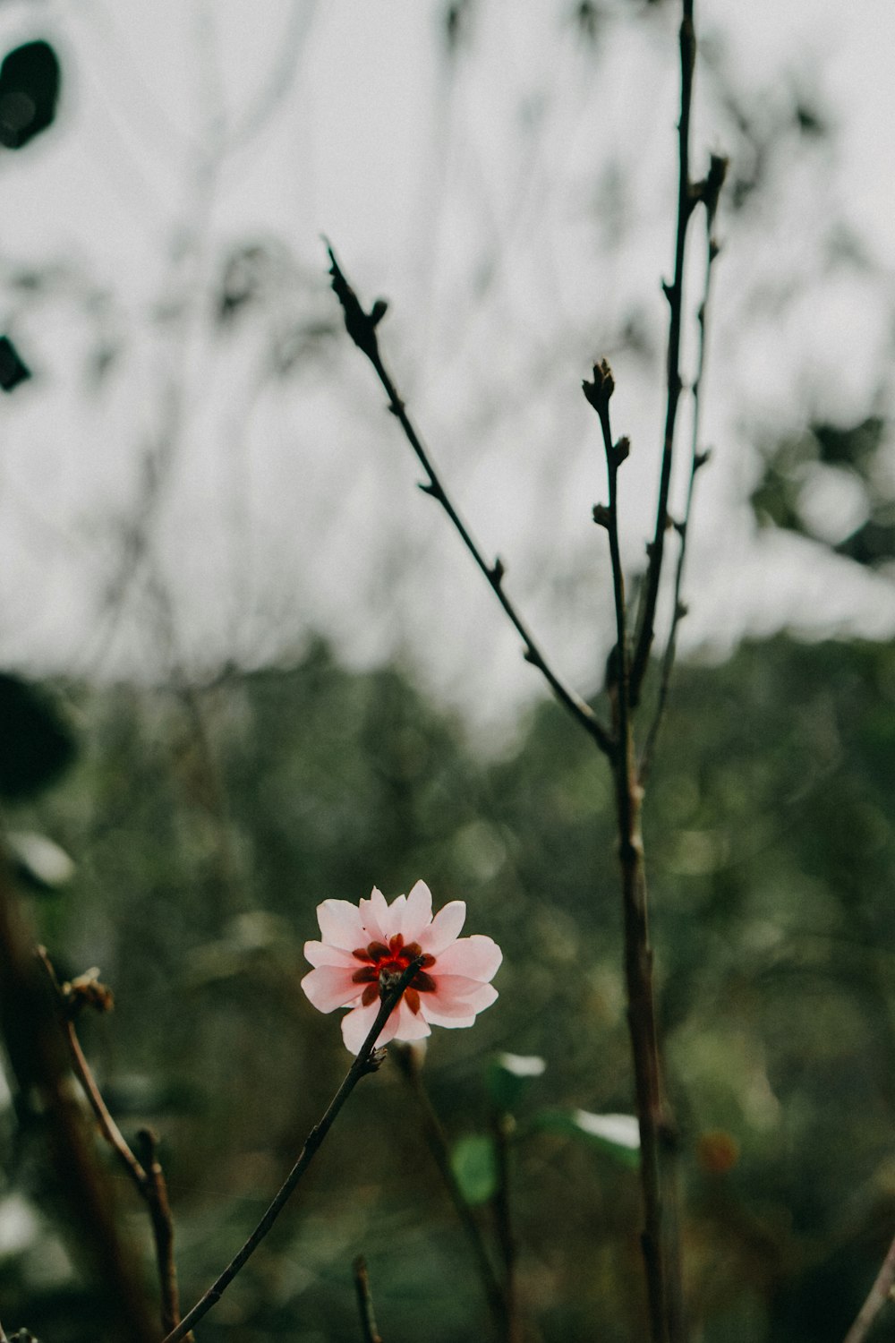 pink flower