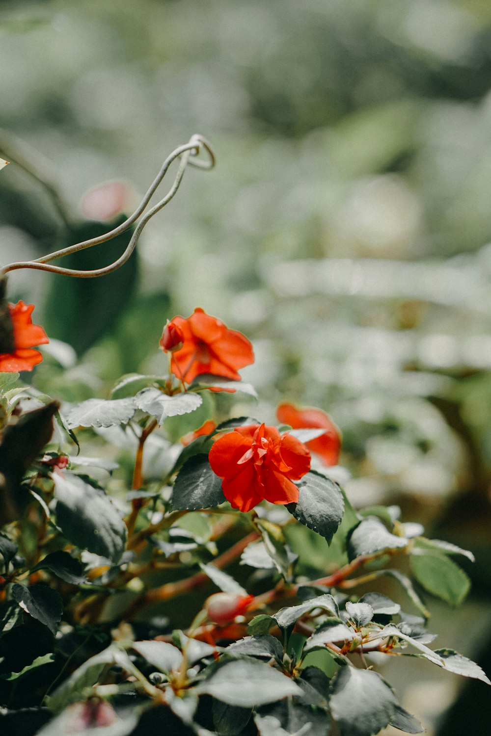 orange petaled flower