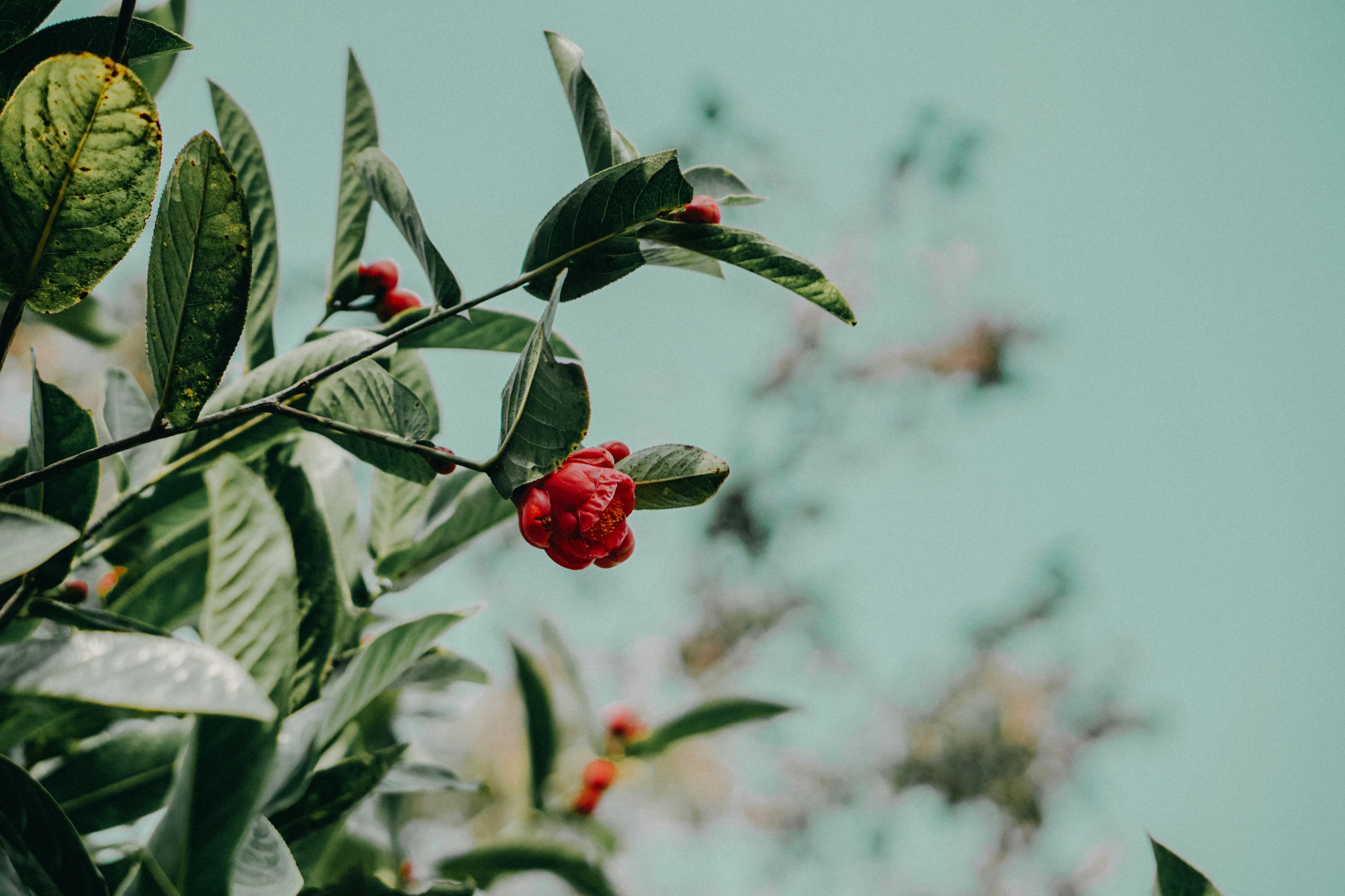 Photo by scarleterie