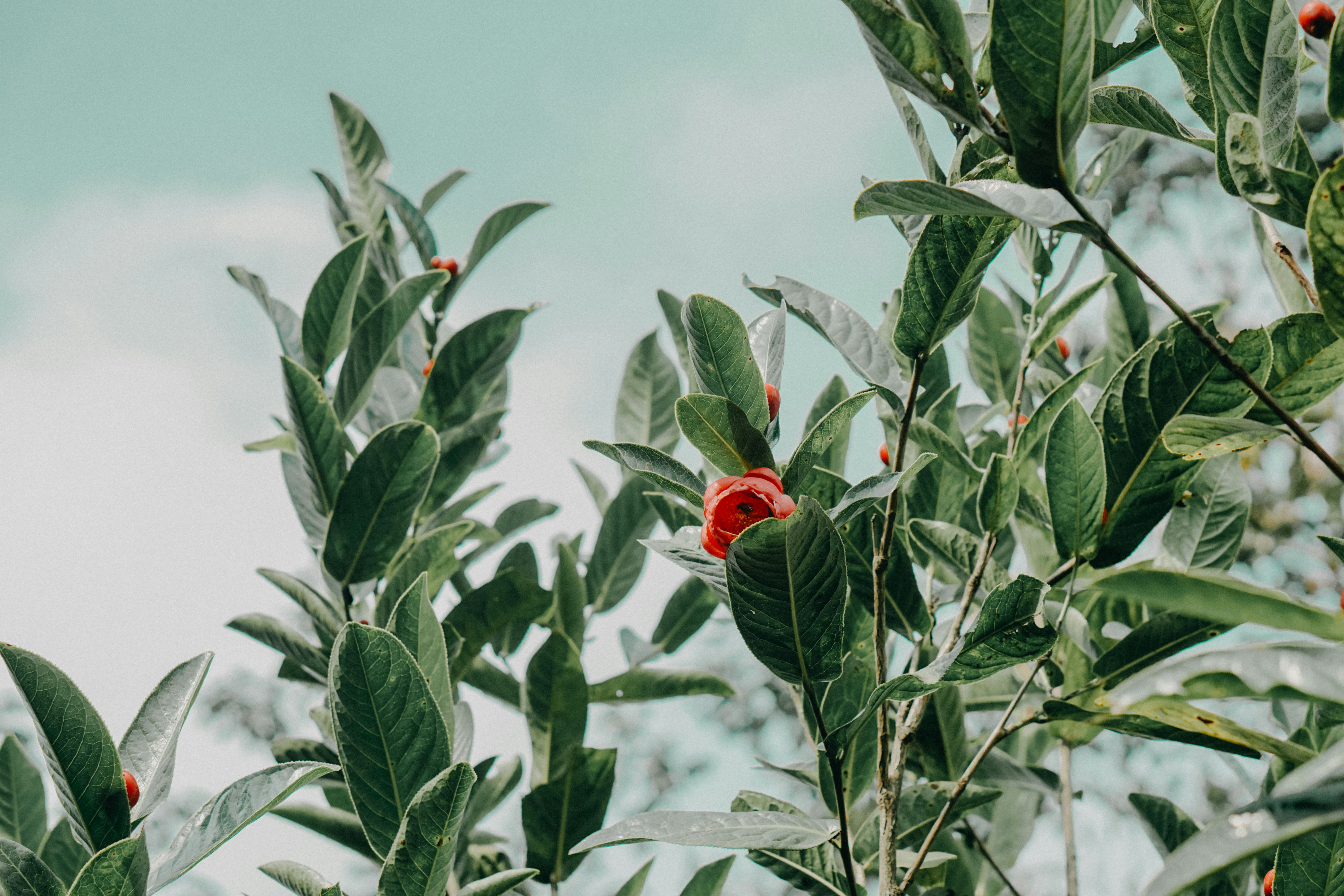 赤い花びらの花と緑の観葉植物の写真 Unsplashで見つける葉の無料写真