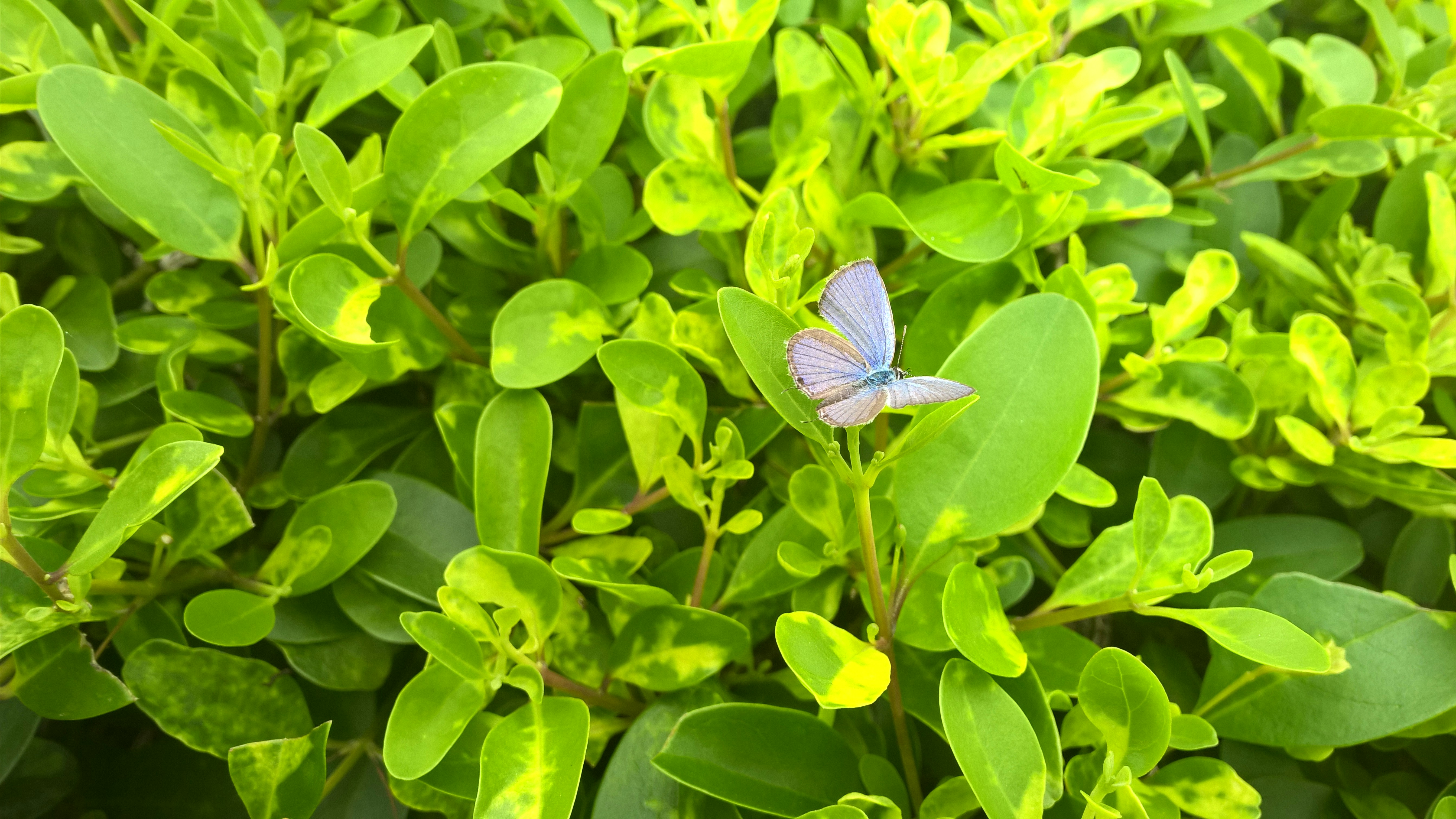 blue butterfly on green leafed plant