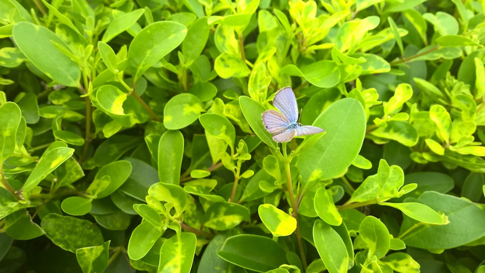 blue butterfly on green leafed plant