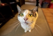 Close-up of a cat's curious eyes looking at the camera.