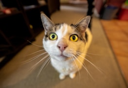 Close-up of a cat's curious eyes looking at the camera.